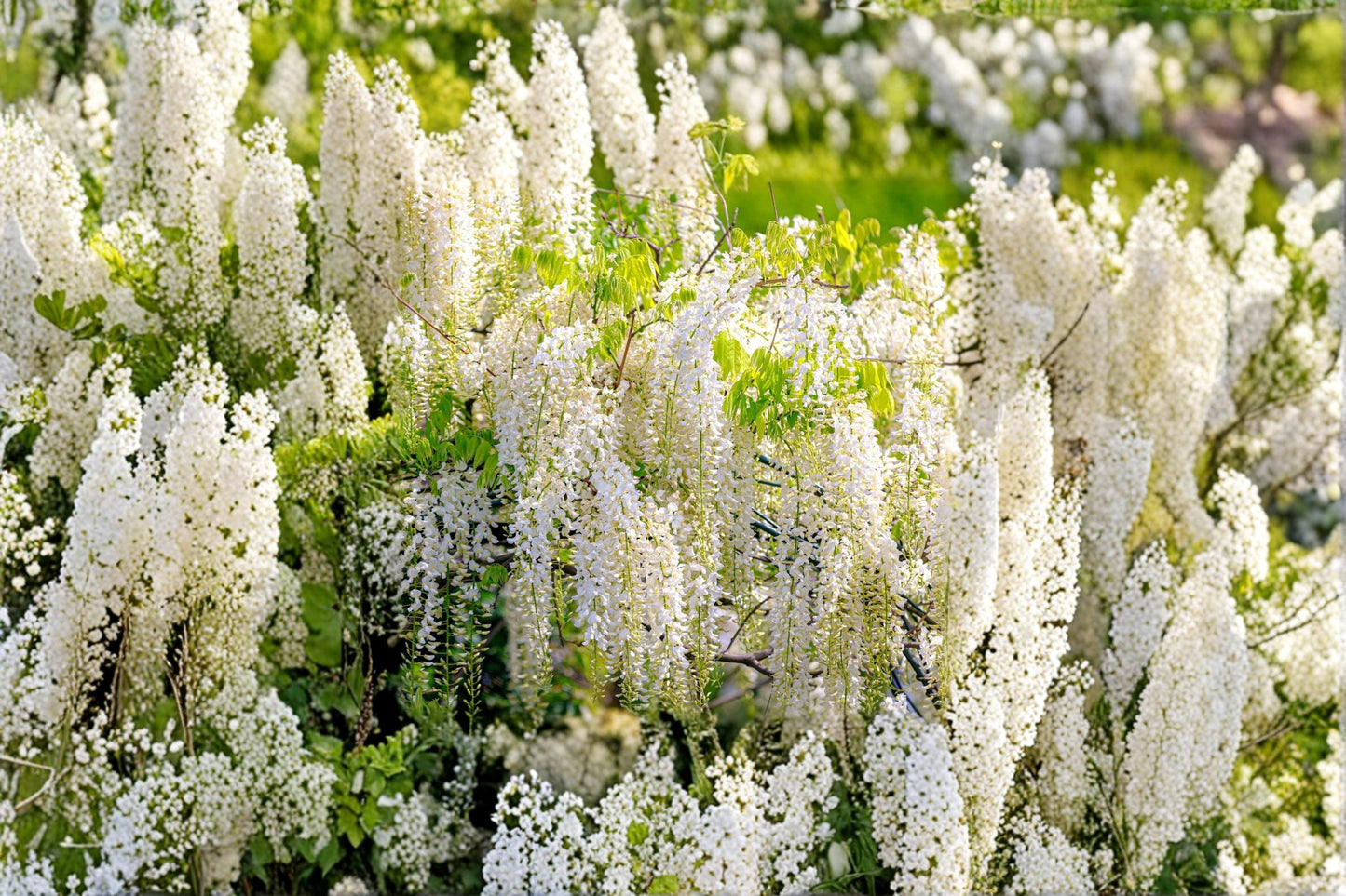 White Wisteria Seeds – Wisteria sinensis Alba Flowering Vine for Bonsai, Trellises & Gardens, White Blooms, Perennial Plant