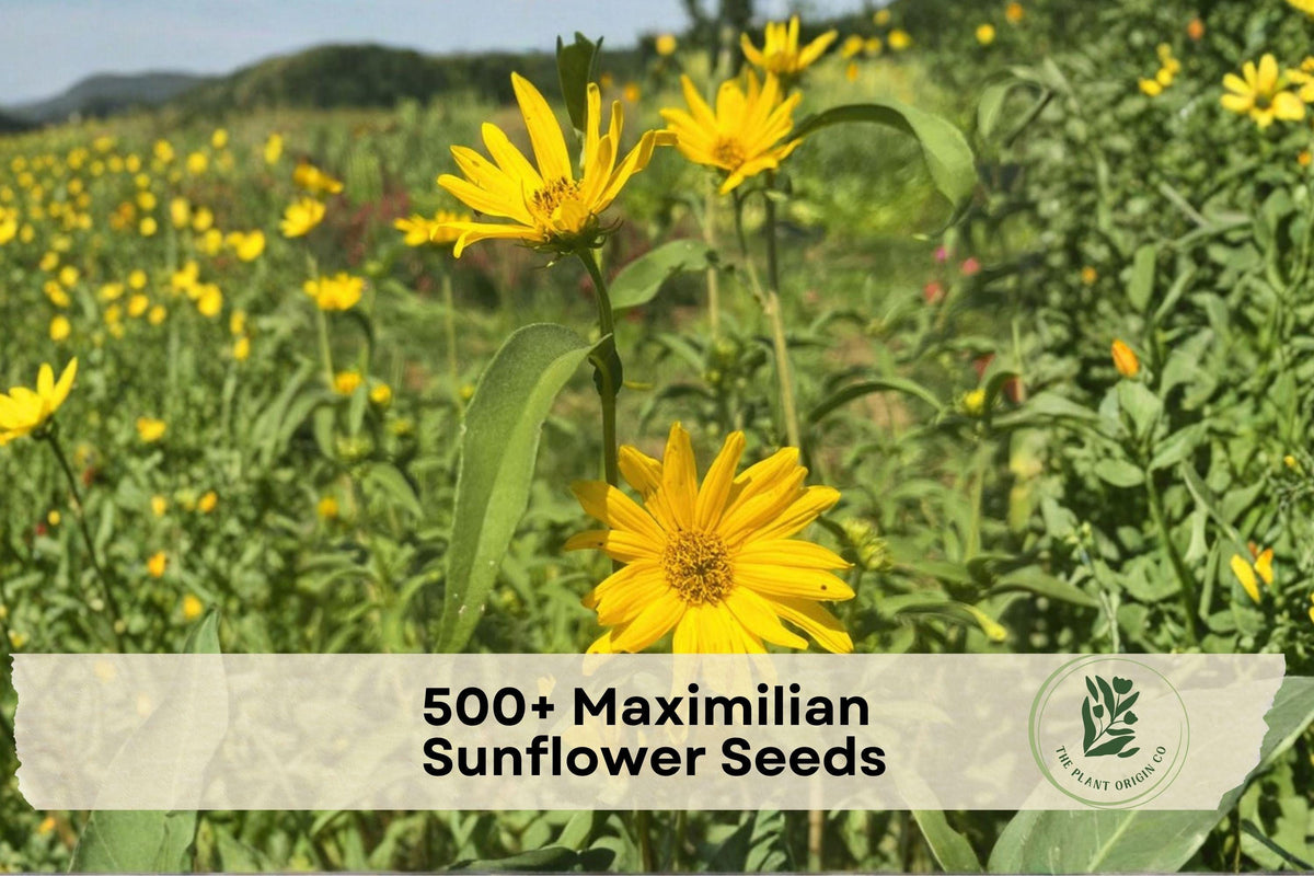 500+ Maximilian Sunflower Seeds | Helianthus maximiliani | Bright Yellow Perennial Wildflower for Prairie, Meadow & Garden