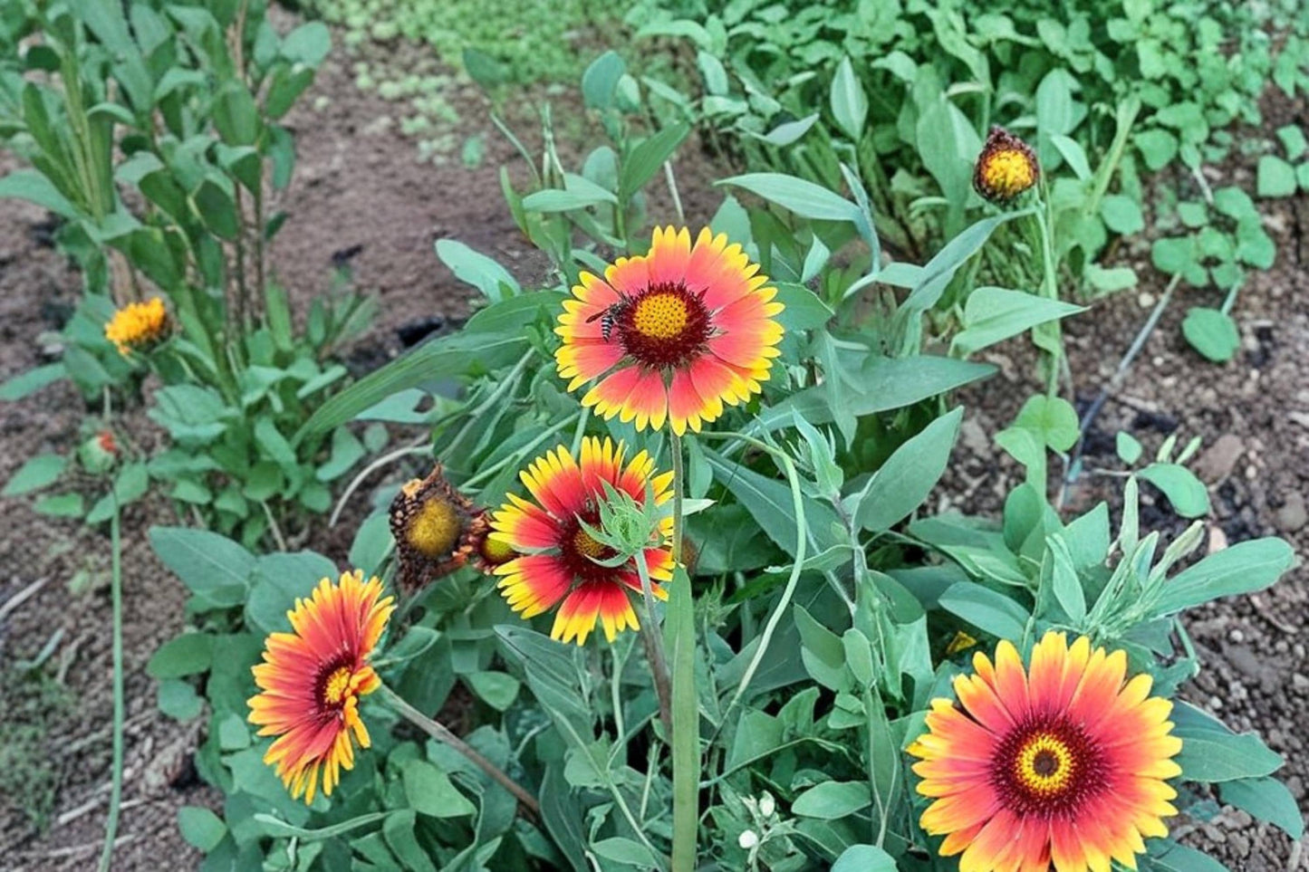 Blanket Flower Seeds – Gaillardia spp. Bright Red, Orange, Yellow Blooms for Garden, Pollinator & Wildflower Planting