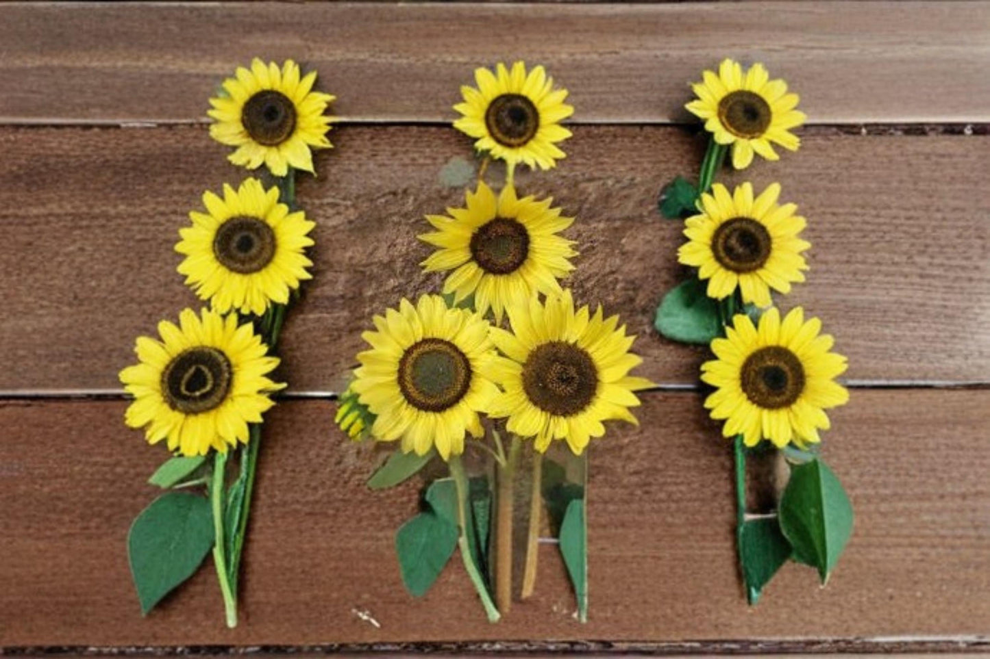 Lemon Queen Sunflower Seeds – Helianthus annuus Bright Yellow Ornamental Flower Seeds for Garden Planting