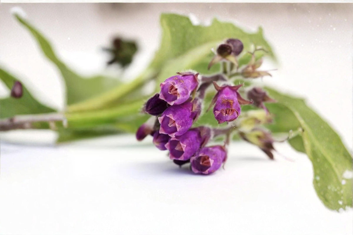 True Comfrey Seed – Symphytum officinale Perennial Herb for Cottage & Ornamental Gardens