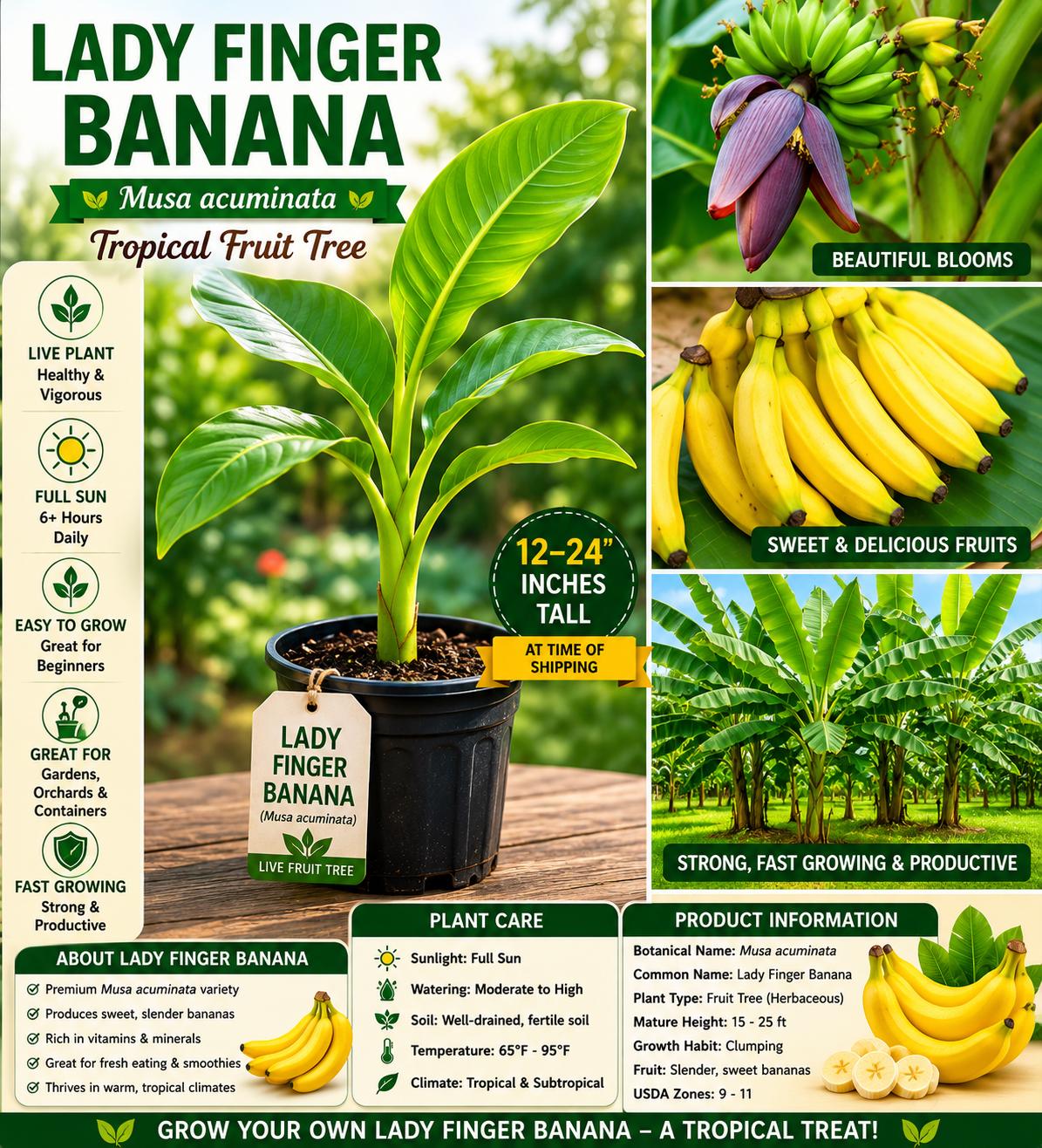 Lady Finger Banana Seedling – Musa acuminata Tropical Fruit Tree, 12-24 Inches Tall, Live Plant for Garden, Orchard, Container Growing