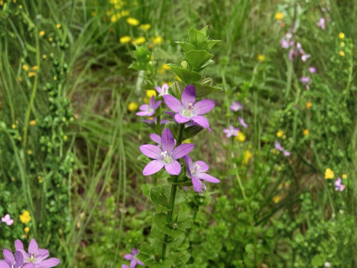Venus' Looking Glass Wildflower Seeds – Triodanis perfoliata Pollinator Garden Seed Pack of 1000