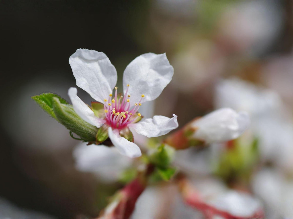 Prunus tomentosa Seeds – Nanking Cherry Shrub Seeds for Landscape, Bonsai & Garden Projects | Ornamental Plant Seeds