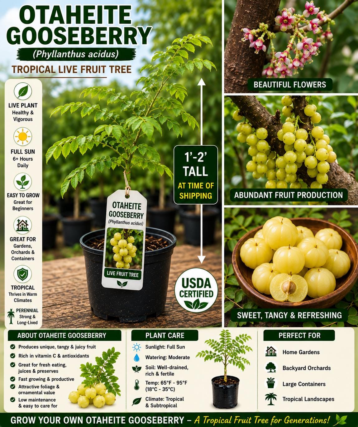 Otaheite Gooseberry Live Fruit Tree 1-2 Ft Tall – Phyllanthus acidus Tropical Edible Landscape Plant