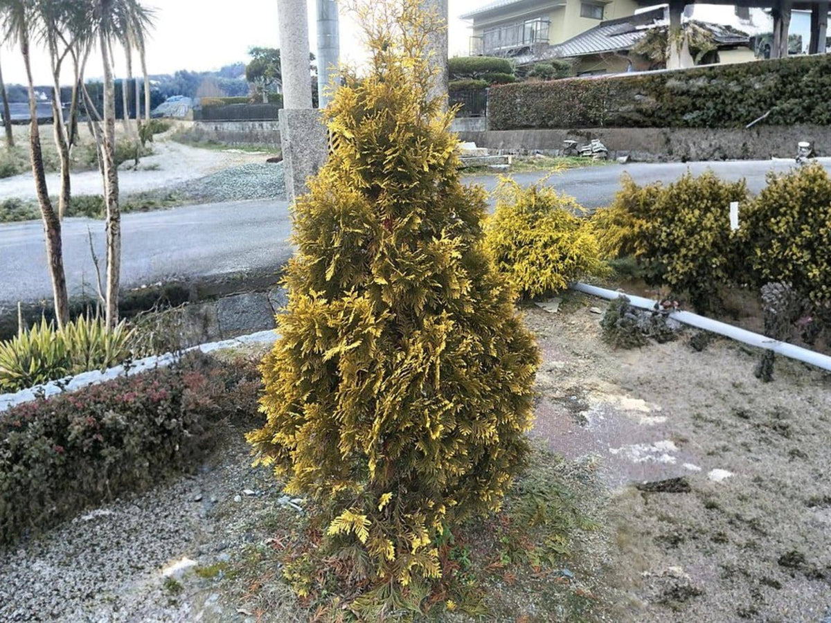 Eastern Arborvitae Seeds – Thuja occidentalis Evergreen Tree Shrub for Landscaping & Bonsai, 50 Seeds