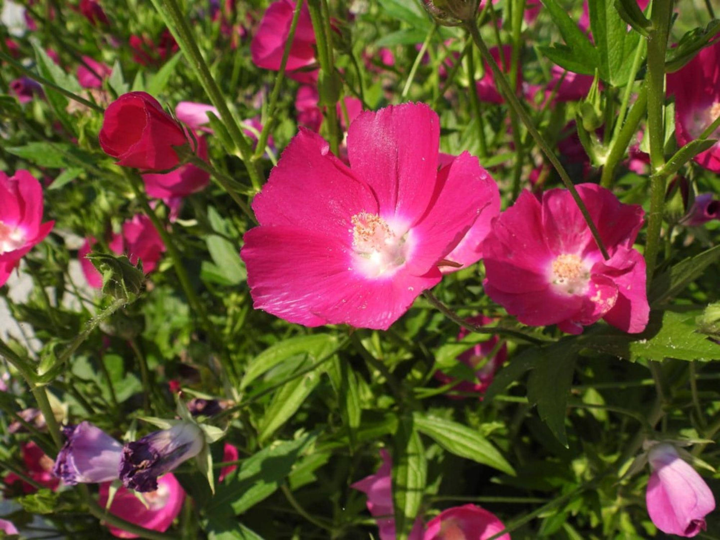 Bush's Poppy Mallow Seeds – Callirhoe bushii Wildflower for Pollinator Gardens, Cottage, Meadow, Natural Landscaping