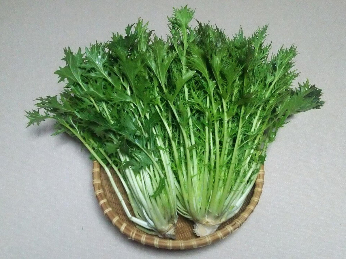 Mizuna Spinach Seeds – Vegetable Seeds for Home Garden, Edible Garden, Container Gardening, Brassica rapa