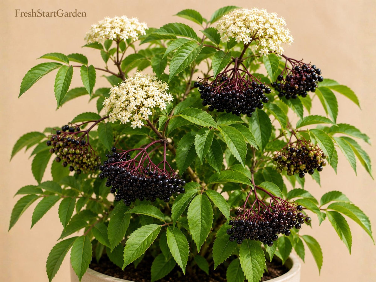 American Elderberry Live Rooted Starter Plant – Sambucus canadensis, Fruiting Shrub for Edible Landscaping & Wildlife
