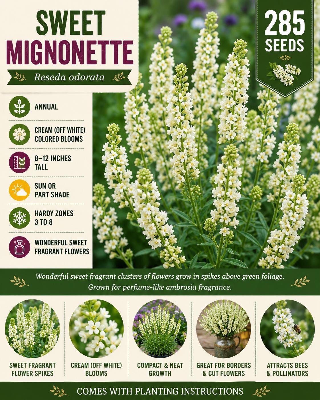 Sweet Mignonette Seeds – Fragrant White Annual Flower, Reseda odorata, Heirloom, Compact Growth, Cottage & Fragrance Gardens