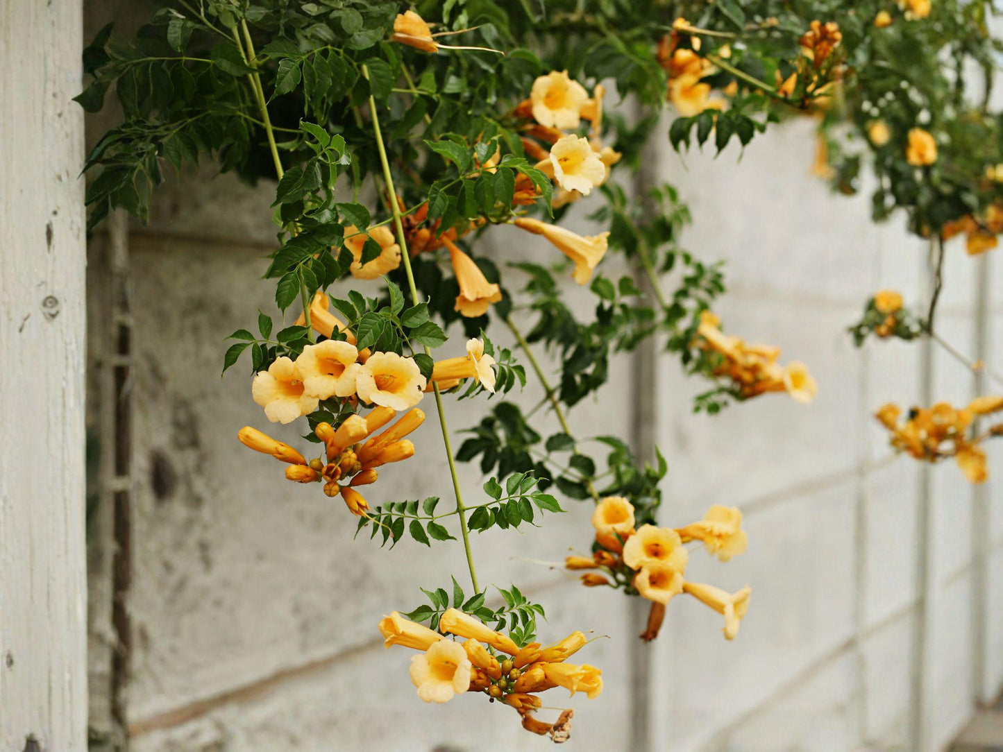 Yellow Trumpet Vine Seeds | Campsis Radicans 'Flava' | Bright Yellow Flowering Climbing Vine | 20 Seeds