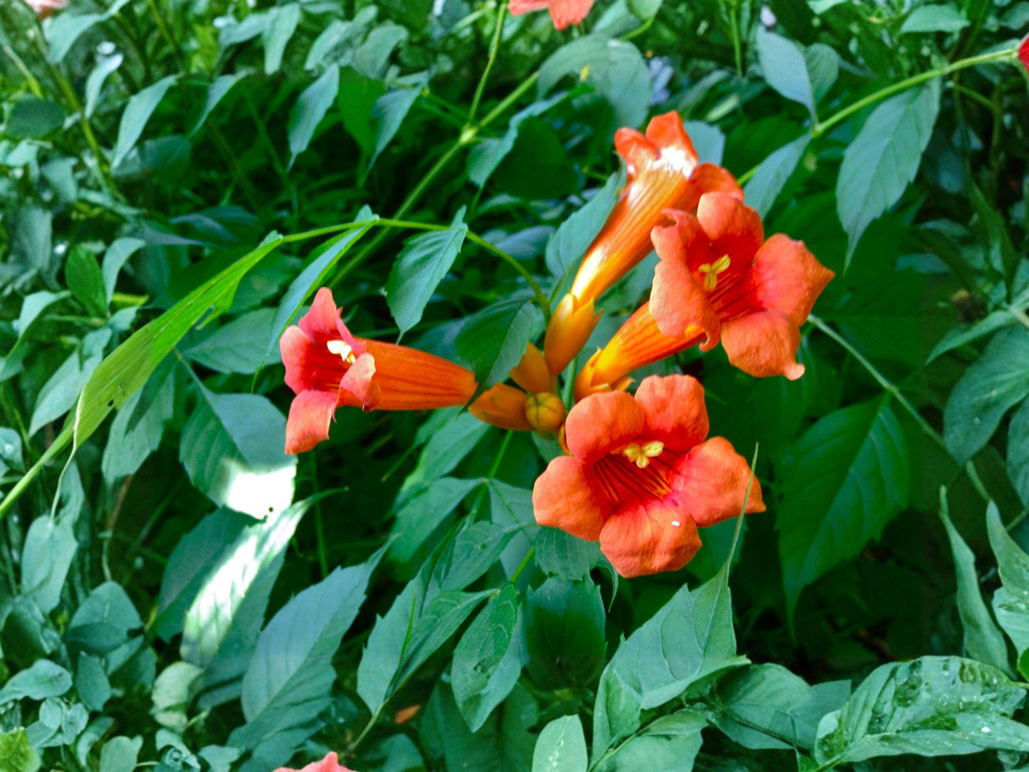 Trumpet Creeper Vine Seeds | Campsis Radicans Climbing Flowering Vine for Fences & Arbors