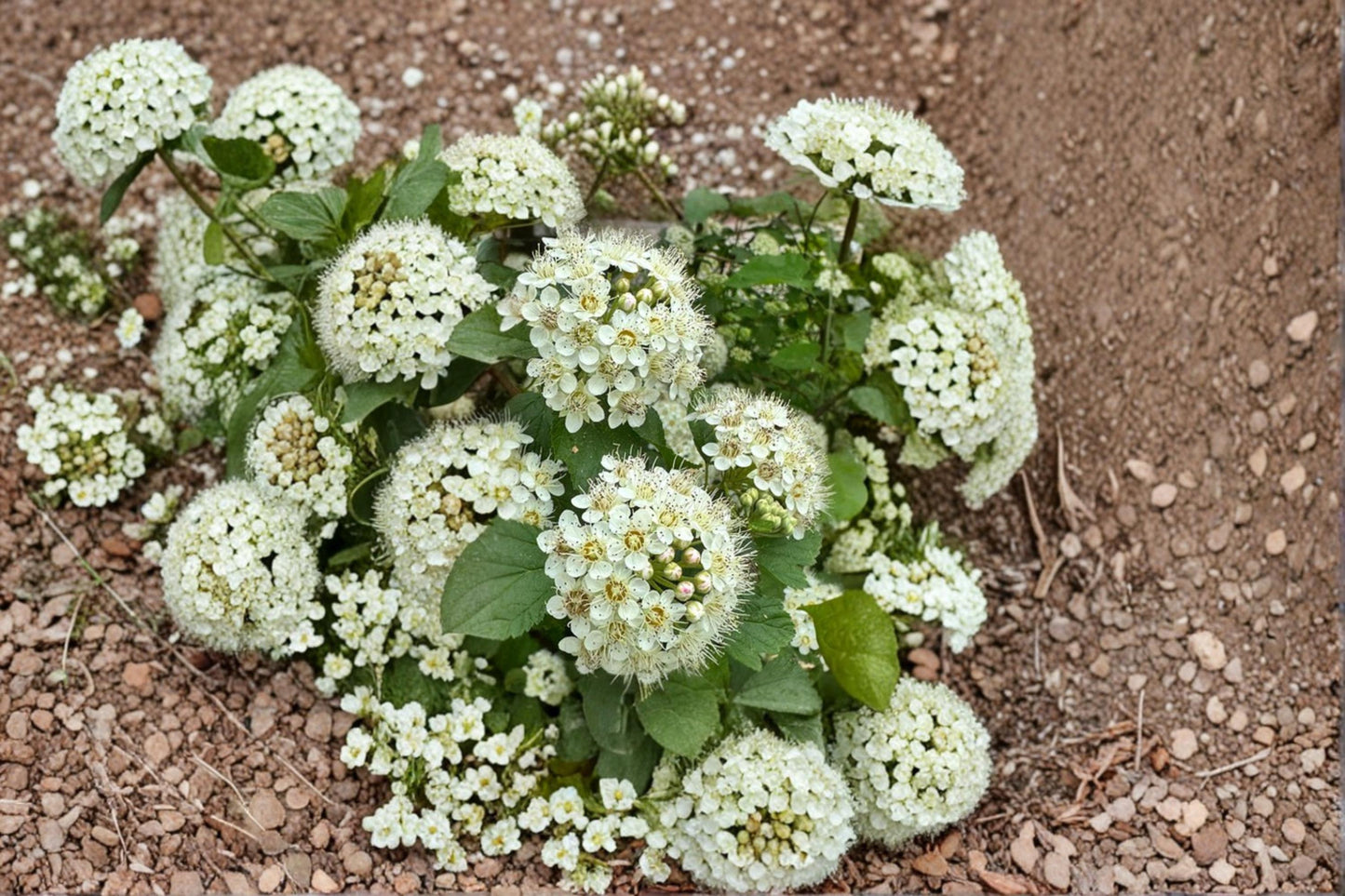 Prairie Ninebark Seeds – Physocarpus opulifolius Native Deciduous Shrub with White Flowers & Decorative Bark, 50 Seeds