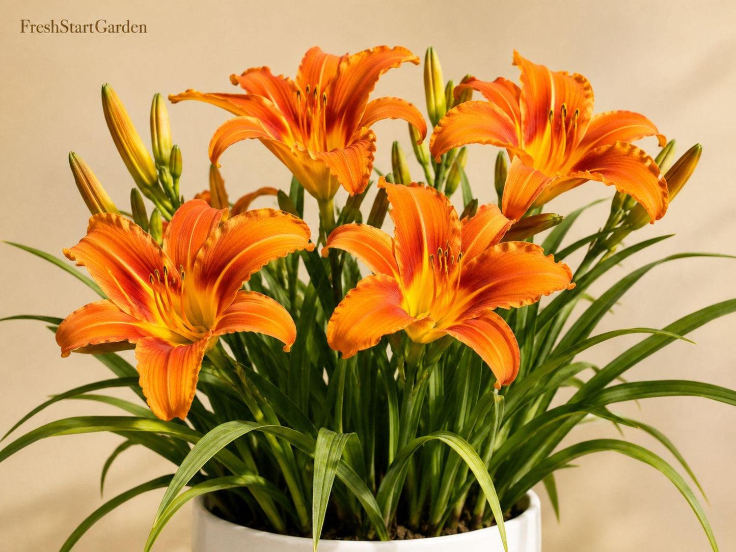 Orange Daylily Bare Root Perennial – Vibrant Orange Flowers, Pollinator-Friendly, Hemerocallis spp., Hardy Garden Flower
