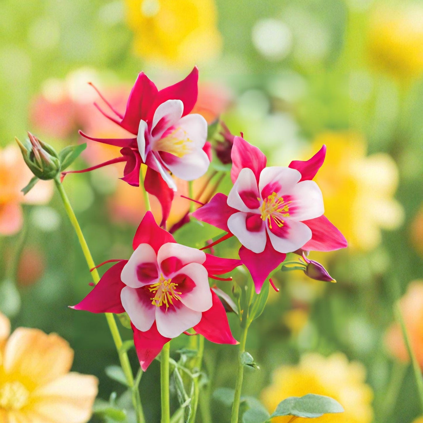 Early Bird Red & White Columbine (Aquilegia) – Hummingbird Attracting Perennial Wildflower, 1 Live Plant