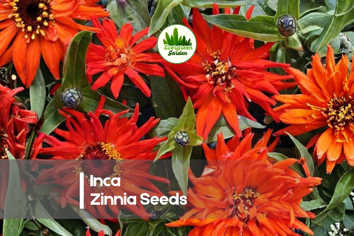 100+ Inca Zinnia Seeds, Vibrant Mixed Colors, Fully Double Blooms, Zinnia elegans, Garden, Cut Flower, Pollinator-Friendly