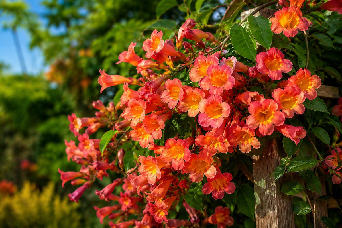 Bignonia Crossvine Starter Plant Tangerine Beauty Climbing Vine Bignonia capreolata for Gardens