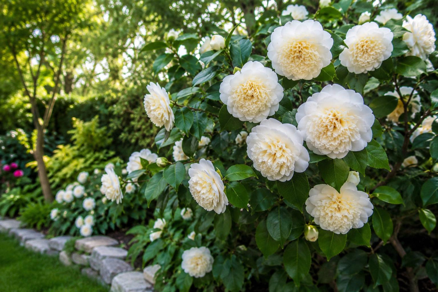Live Starter Plant - Jury's Yellow Camellia Japonica - Unique Yellow Blooms - Hardy Shrub for Garden, Landscape, Patio