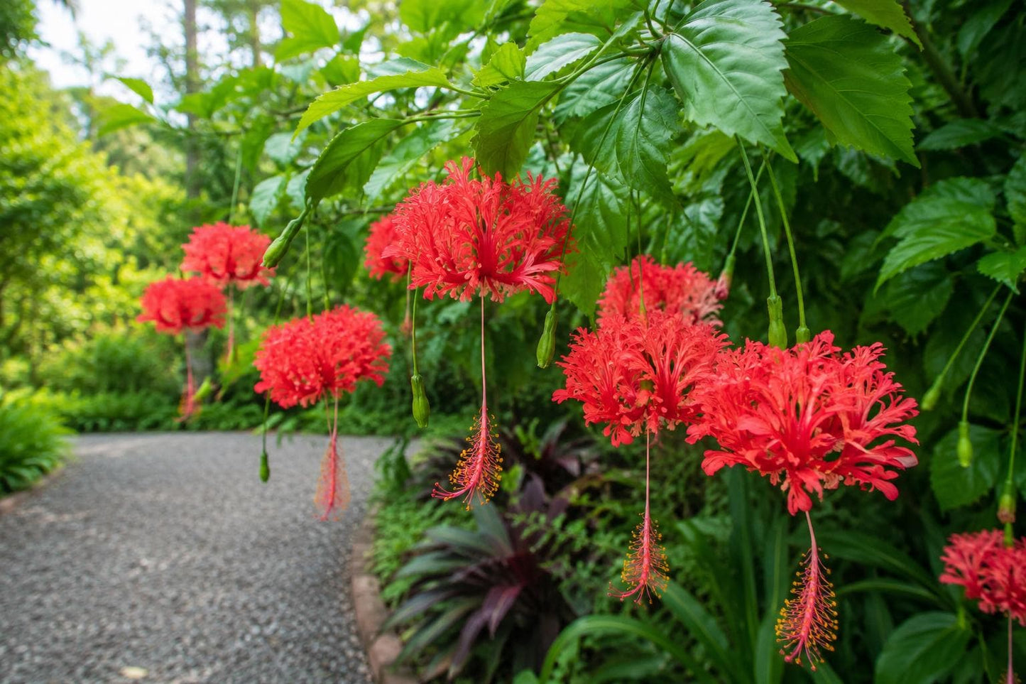 Rooted Chinese Lantern Hibiscus Starter Plant - Hibiscus schizopetalus, Fringed Petals, Pot-Ship, Exotic Flower, Garden, Container