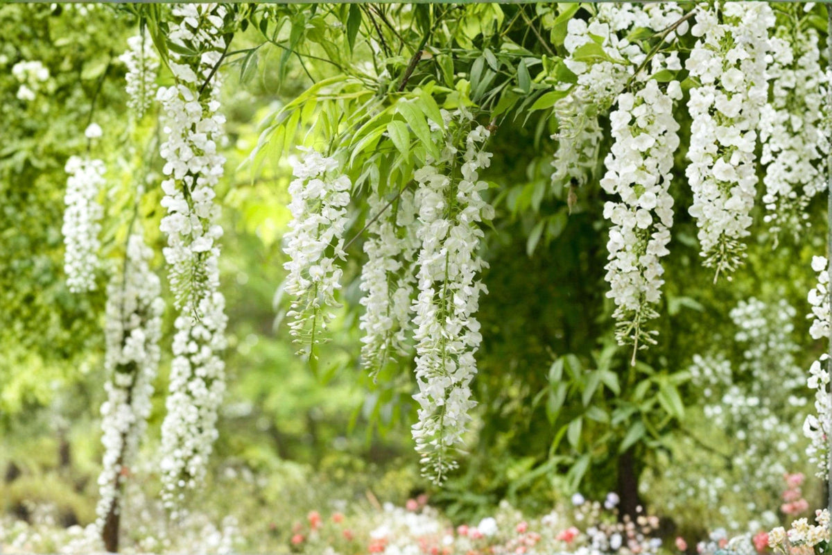 White Wisteria Cuttings – Wisteria floribunda, Flowering Climbing Vine, White Blooms, Propagation Material