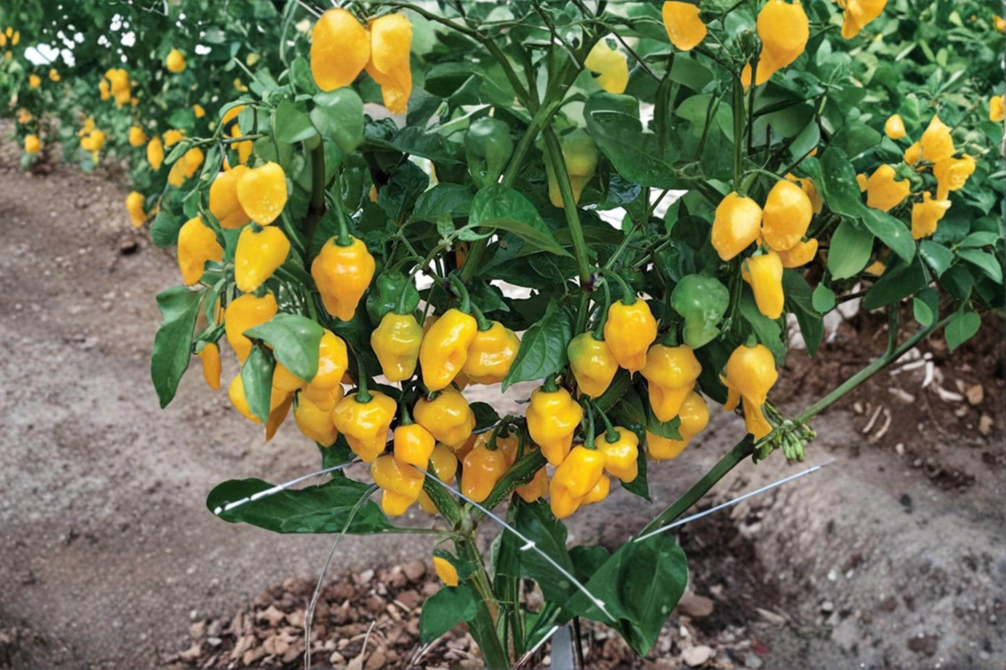 Trinidad Perfume Pepper Seeds – Capsicum chinense – Sweet Aromatic Hot Pepper for Cooking & Pickling