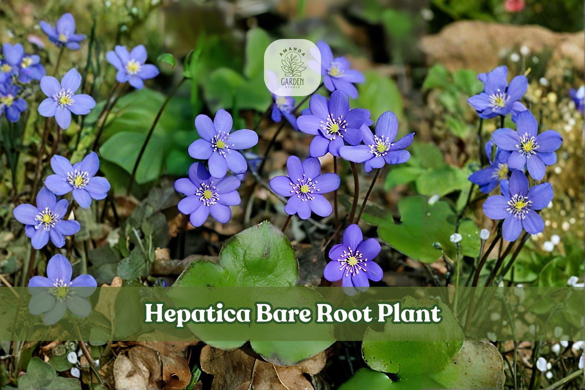15 Hepatica Bare Root Plants | Woodland Perennial Rhizomes | Anemone hepatica Shade Garden Wildflower