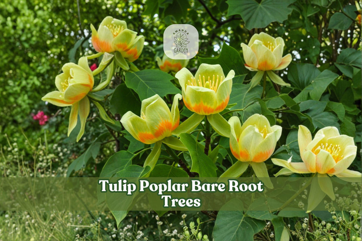 2 Tulip Poplar Bare Root Seedlings | Native Deciduous Shade Trees | Liriodendron tulipifera for Landscaping
