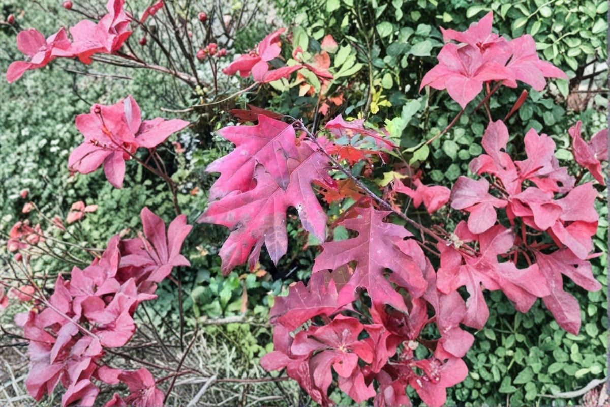 Scarlet Oak Seedling – Quercus coccinea – Native Shade Tree with Red Fall Foliage – Live Young Tree for Landscaping