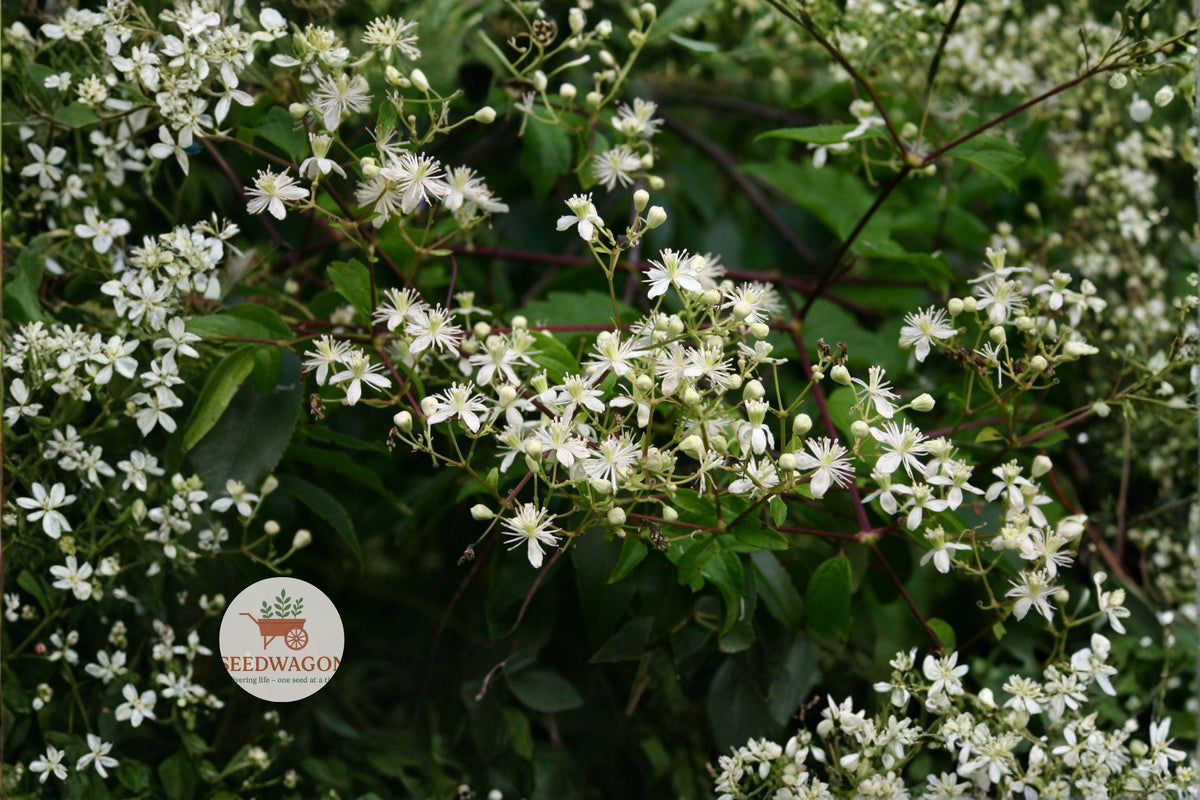 Virgin's Bower Seeds 50 – Clematis virginiana Native Climbing Vine with Fragrant White Flowers for Pollinators