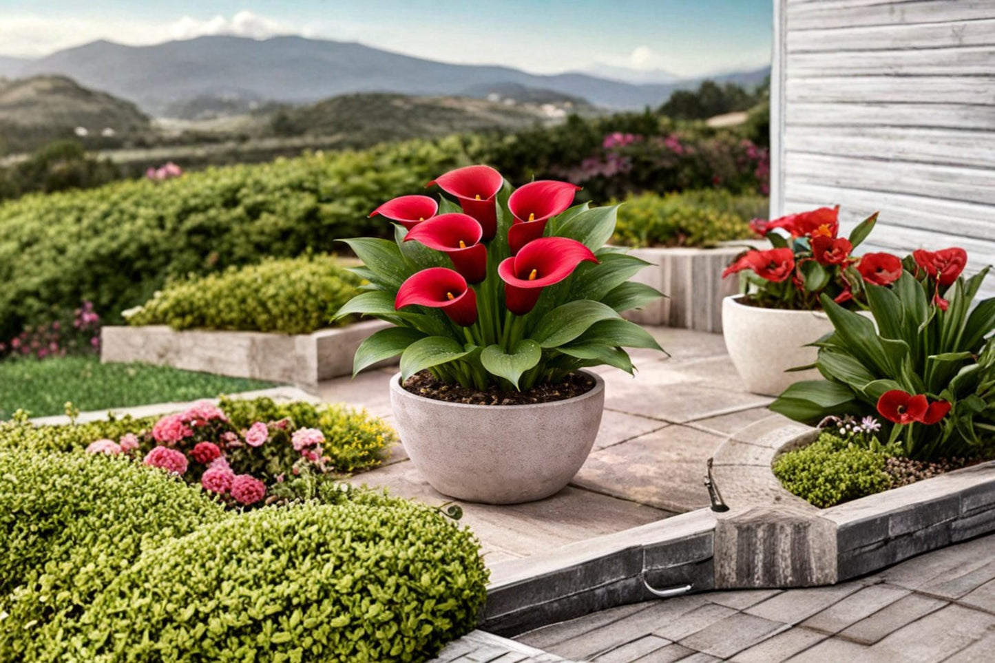 Red Calla Lily Rhizomes – Zantedeschia hybrid Flower Bulbs for Garden Beds & Cut Flowers