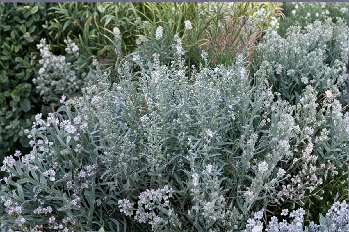 Prairie Sage Seeds – Artemisia ludoviciana Native Perennial with Silver Foliage, Pollinator & Butterfly Host Plant