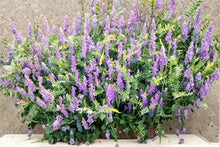 Hairy Vetch Seeds 8 Pounds – Cover Crop, Pollinator Support, Vicia villosa, Purple Flowering Vine