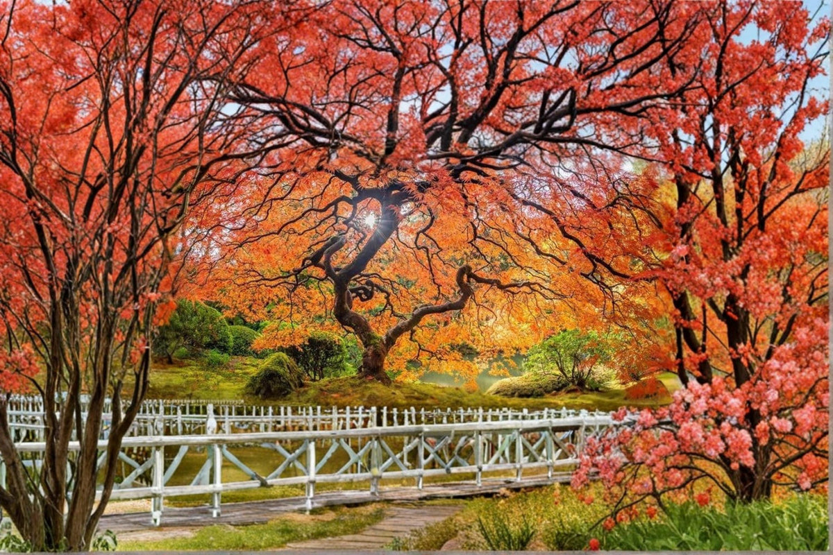 Sugar Maple Tree Seeds 20+ Acer saccharum Fall Foliage Ornamental Deciduous Tree Seeds