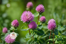 Red Clover Seeds 100 Trifolium pratense Pollinator Cover Crop Wildflower Pink-Purple Flowers