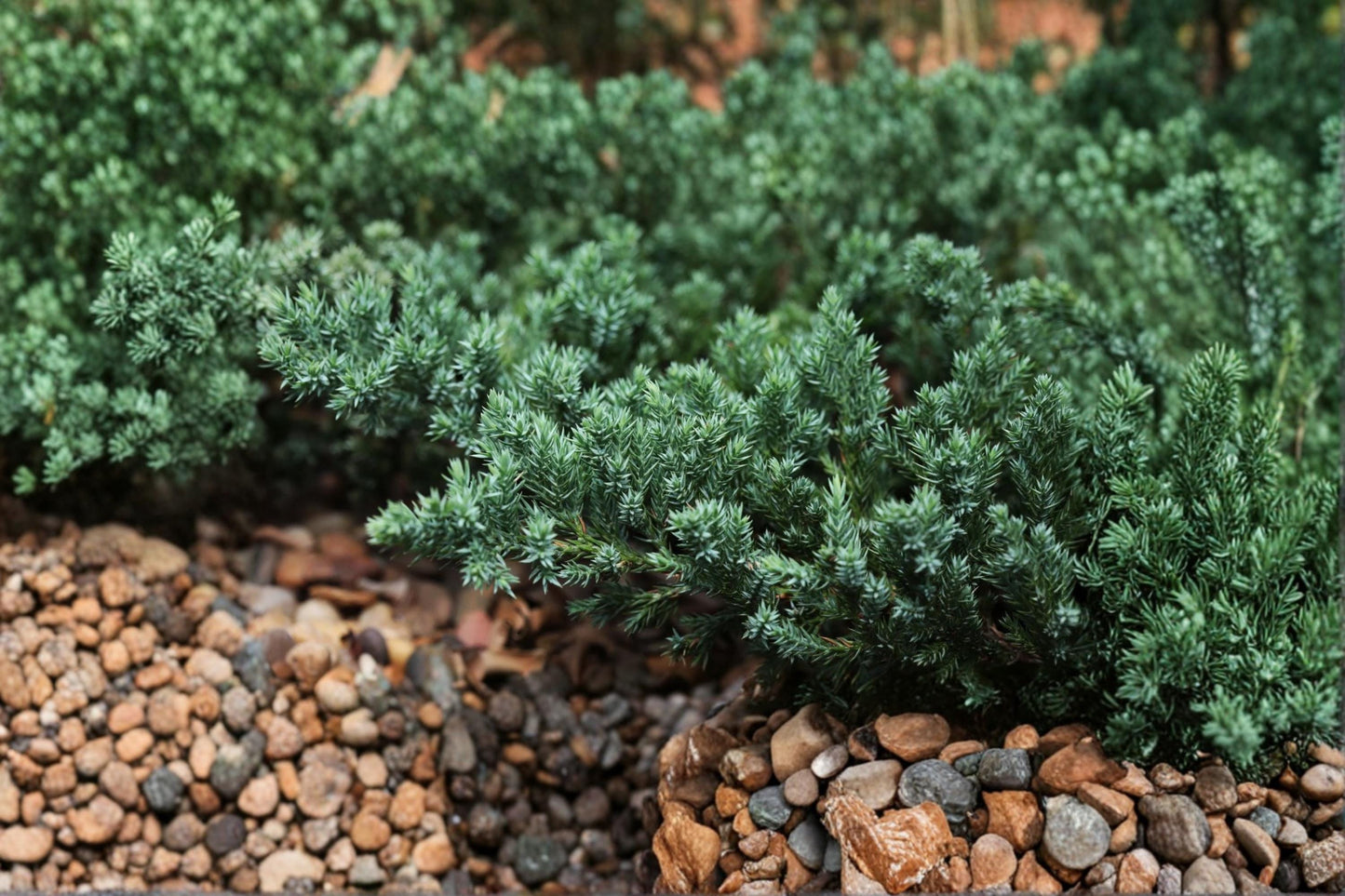 Creeping Juniper Seedling 12-18 Inches – Evergreen Ground Cover Plant for Rock Gardens & Landscaping – Juniperus horizontalis