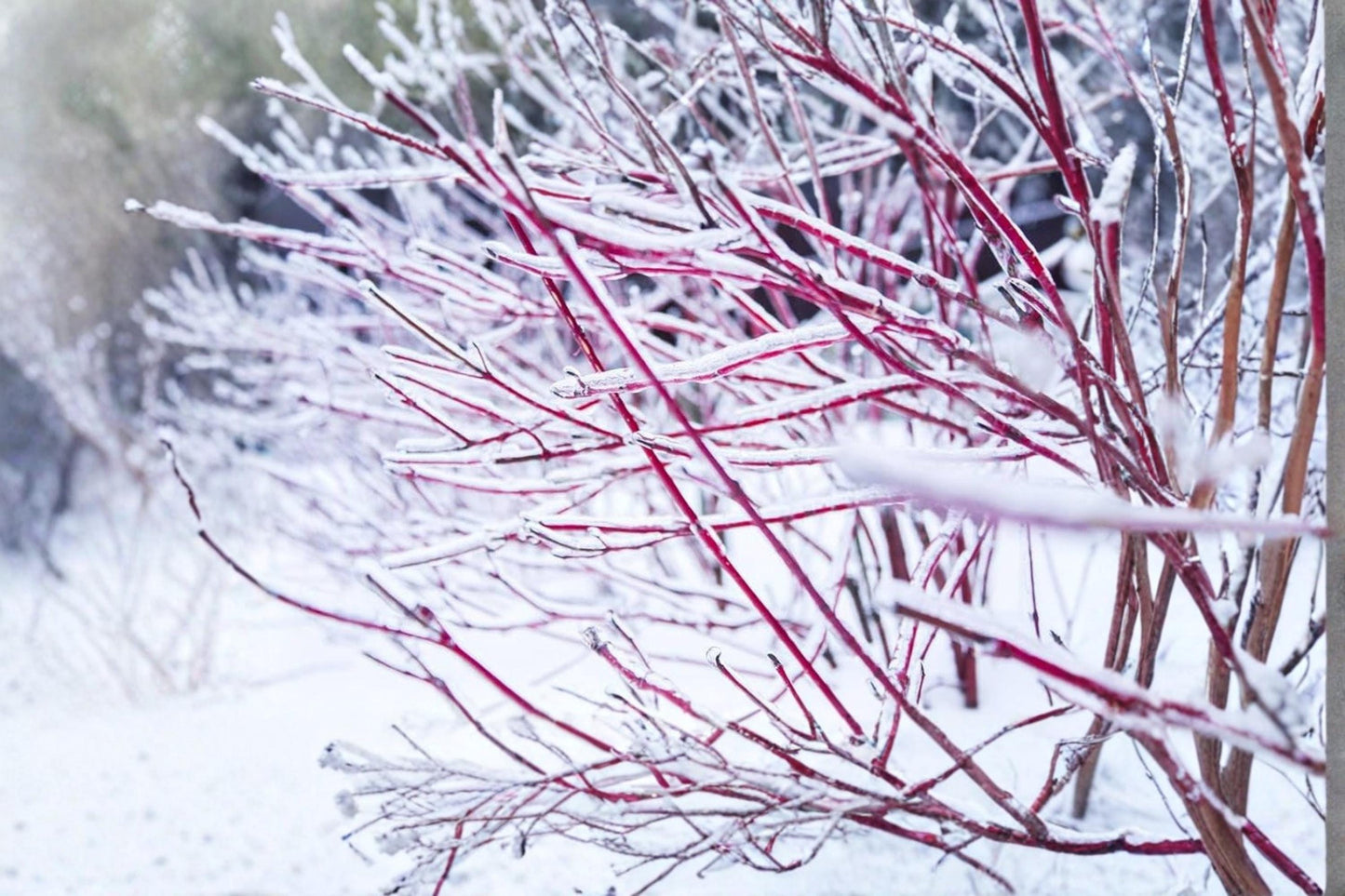 Red Twig Dogwood Cuttings – Unrooted Stem Propagation Material for Ornamental Landscape Shrubs – Cornus sericea