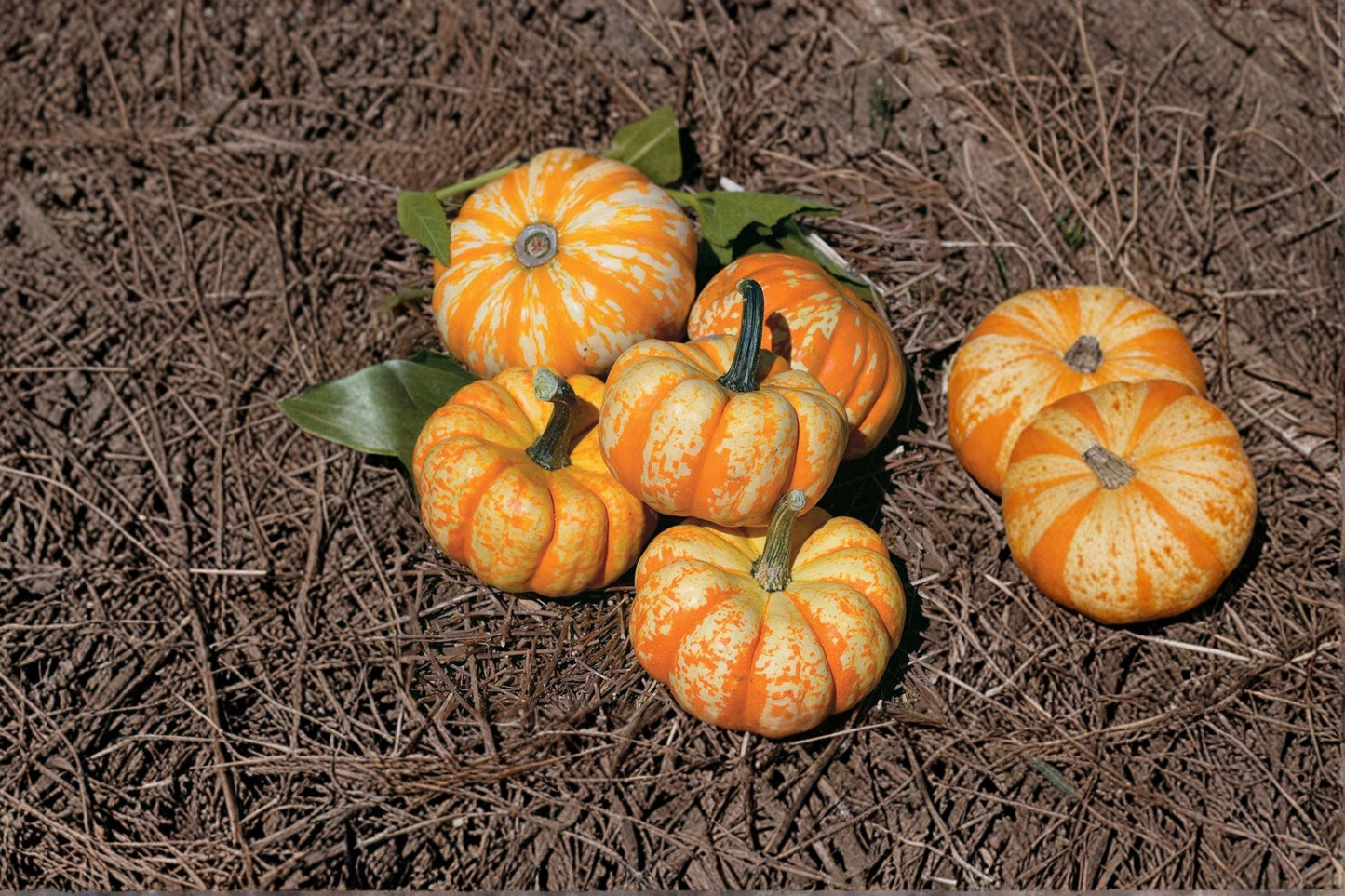 Daisy Gourd Seeds – Ornamental Decorative Gourd for Fall Displays – Cucurbita pepo Seasonal Garden Seeds