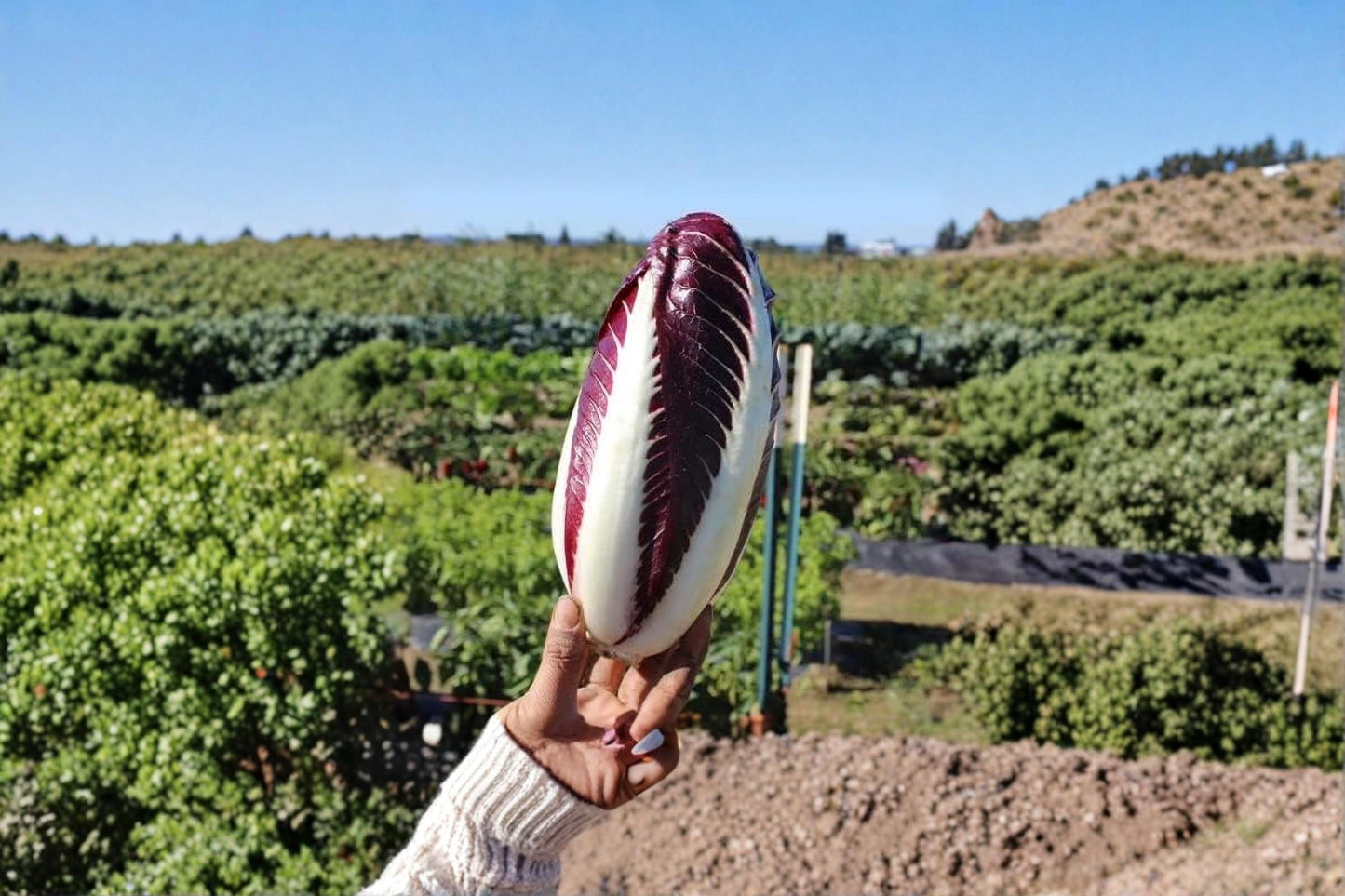 Baldo Radicchio Seeds – Heirloom Leafy Vegetable, Burgundy-Red Compact Heads, Cichorium intybus, Cool-Season Garden Seeds