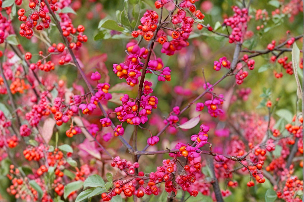 Spindle Tree Seeds 10 Pack – Euonymus latifolius Ornamental Shrub for Landscaping and Garden Planting