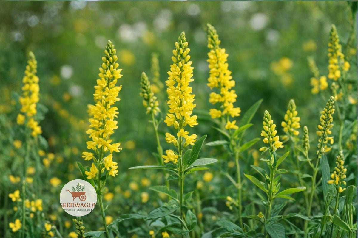 Yellow Sweet Clover Seeds 100 Melilotus officinalis Pollinator Wildflower Cover Crop for Bees & Butterflies