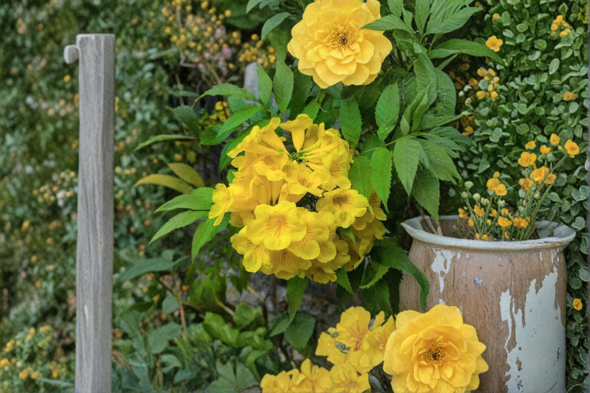 Yellow Trumpetbush Seeds 20 Tecoma stans Rare Exotic Flowering Shrub Seeds for Garden, Hedges & Pollinator Gardens