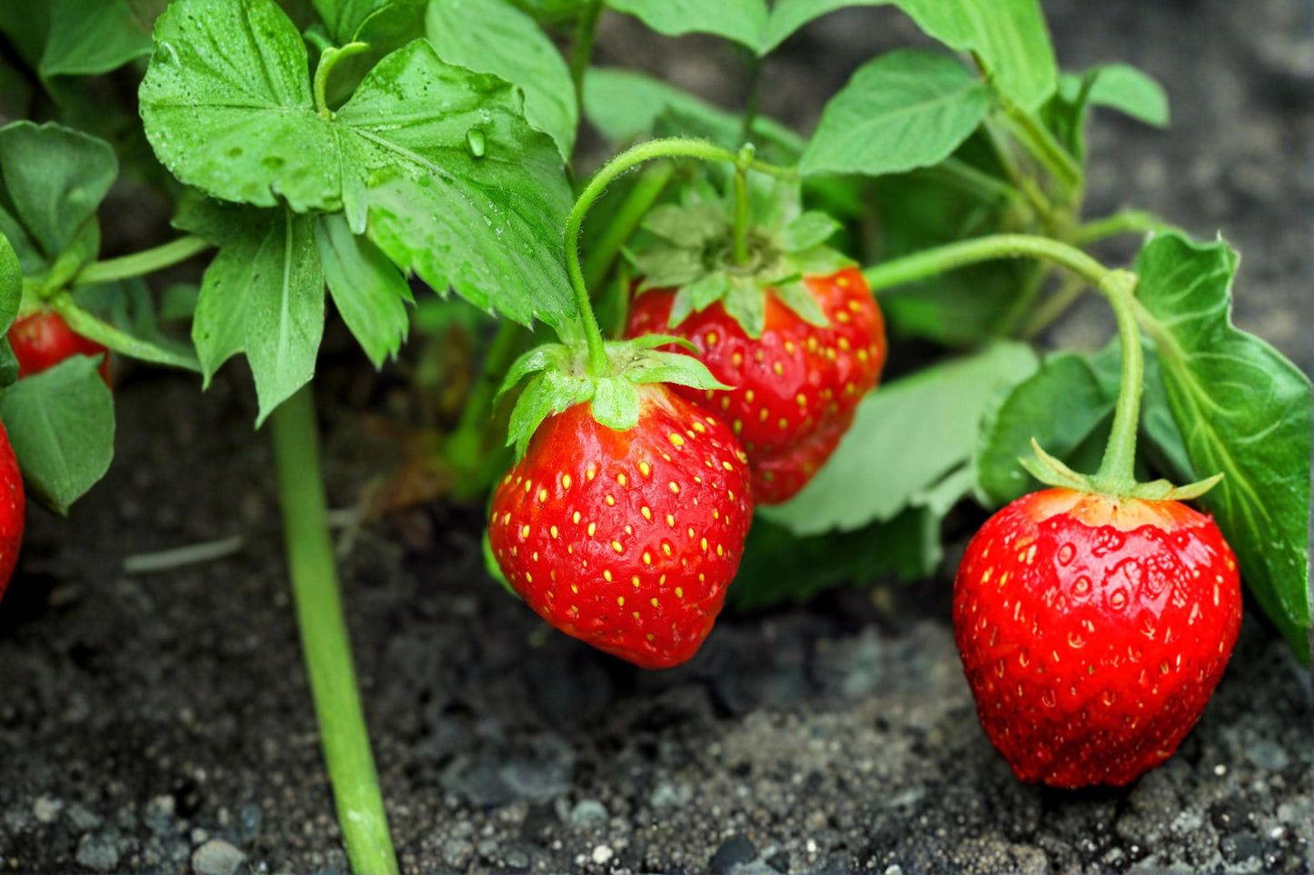 Everbearing Strawberry Seeds – Red Fruit Plant Seeds for Garden Beds & Containers – Fragaria × ananassa