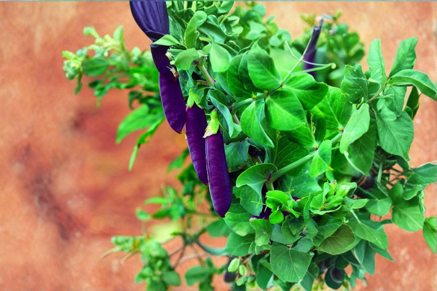 Purple Pod Pea Seeds – Heirloom Non-GMO Climbing Vegetable Vine Pisum sativum