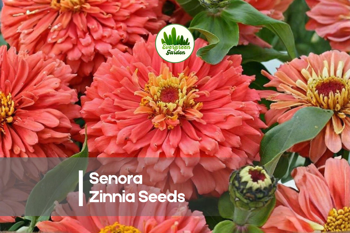 100+ Senora Zinnia Seeds – Scarlet Red Double Blooms, Bright Garden Flowers, Zinnia elegans, Summer to Frost, Butterfly Attracting