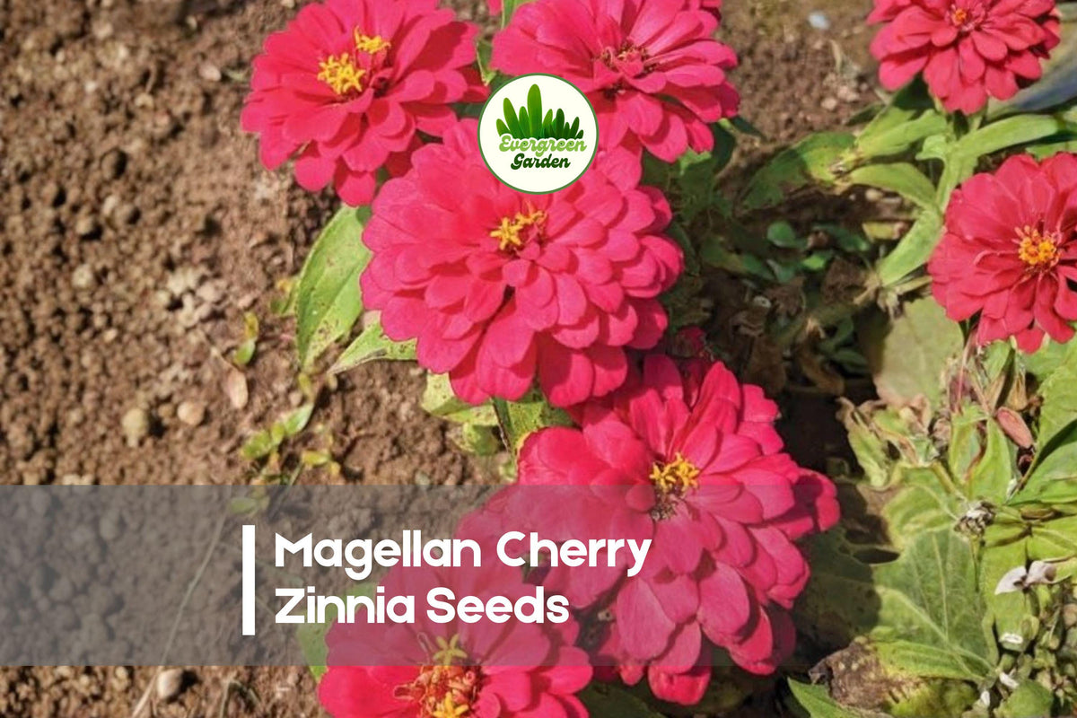 Magellan Cherry Zinnia Seeds – 100+ Double Cherry-Red Blooms, Compact Annual, Attracts Pollinators, Zinnia elegans