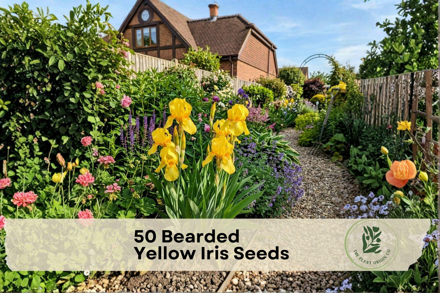 50 Bearded Yellow Iris Seeds - Bright Yellow Perennial Flower for Borders, Garden Beds, Cottage Gardens, Iris spp.
