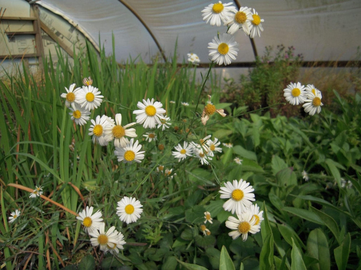 False Aster Seeds Boltonia asteroides Wildflower Seeds for Pollinator Gardens, Cottage, Meadow & Natural Landscapes