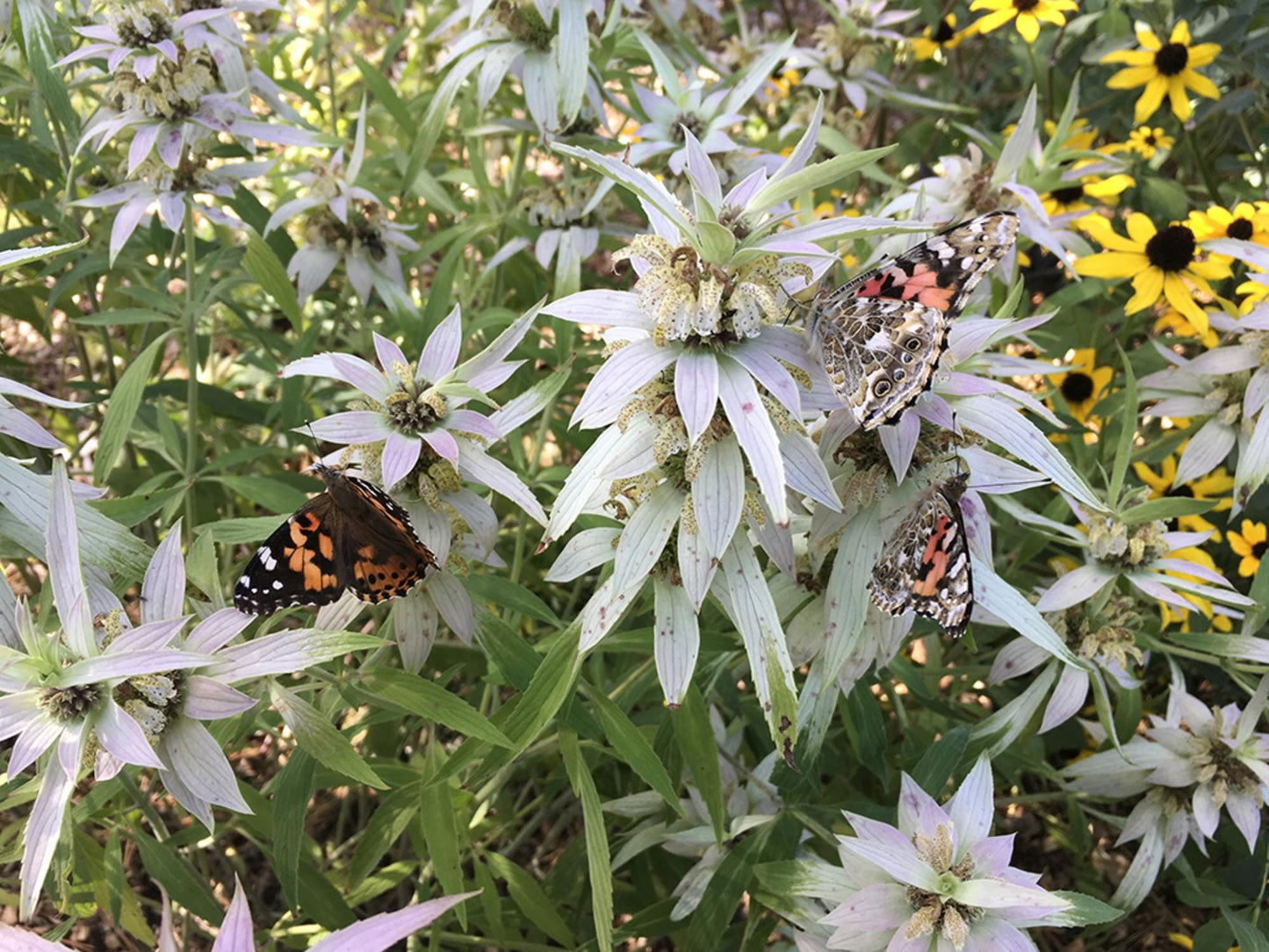 Spotted Bee Balm Seeds – Monarda punctata Wildflower Seeds for Pollinator Gardens, Cottage Garden, Natural Landscaping