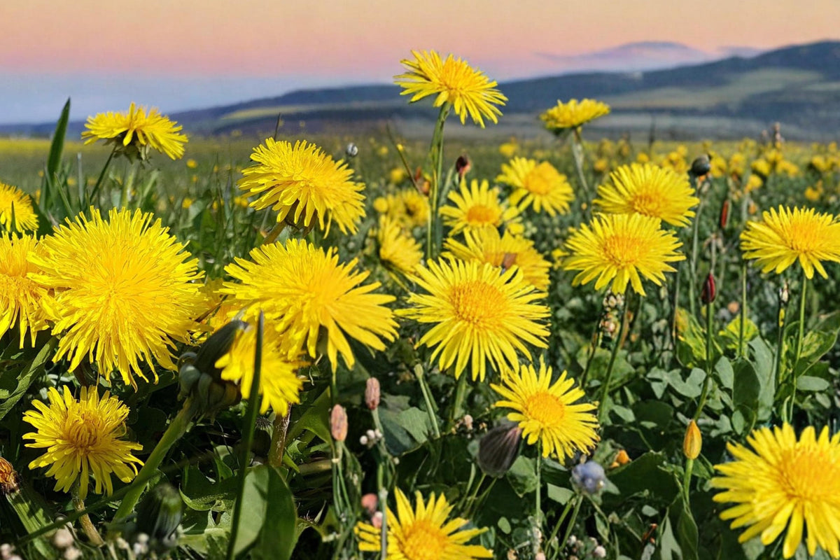 Dandelion Seeds 2500 – Wildflower Perennial Taraxacum officinale for Pollinator Gardens & Edible Landscapes