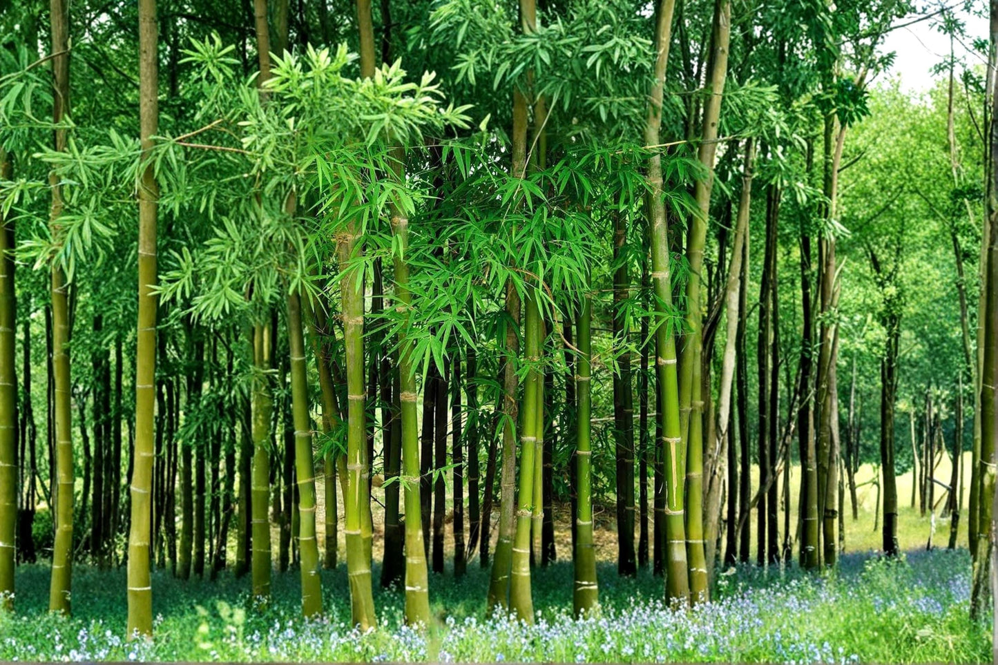 200+ Bamboo Seeds for Planting – Fast Growing Ornamental Bamboo Bambusoideae for Gardens & Landscaping